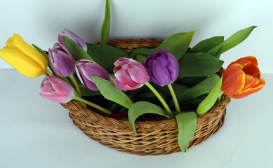  bouquet of tulips in a basket on a white background