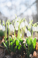 Sun shining through spring flowers. White snowdrops in the forest