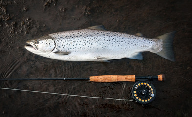 Big sea trout fishing trophy on fly rod