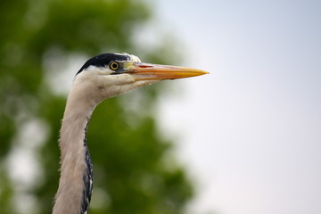 close up of a blue heron