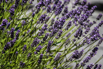 bunch of lavender on white background