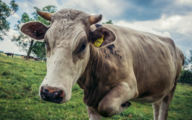 Naklejka na ściany i meble Cow in a pasture near small village Jaczew in Mazovia region, Poland
