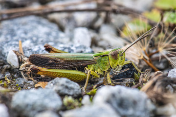 Detailed close up of a green grasshopper