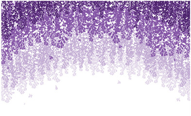 vector wisteria beautiful violet flower 