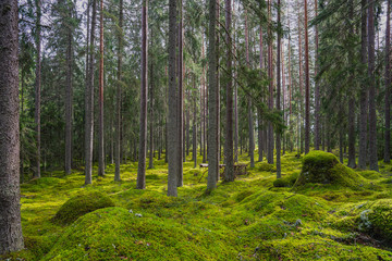 Beautiful pine and fir forest in summer sunlight