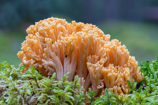 Detailed close up of a large Clavaria or coral fungi