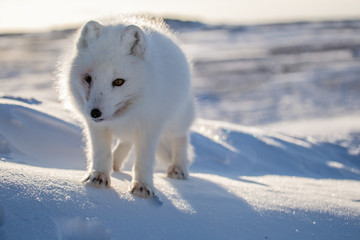 Lis polarn w zimowej szacie, południowy Spitsbergen © blackspeed
