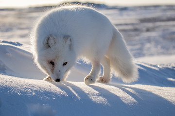 Lis polarn w zimowej szacie, południowy Spitsbergen © blackspeed