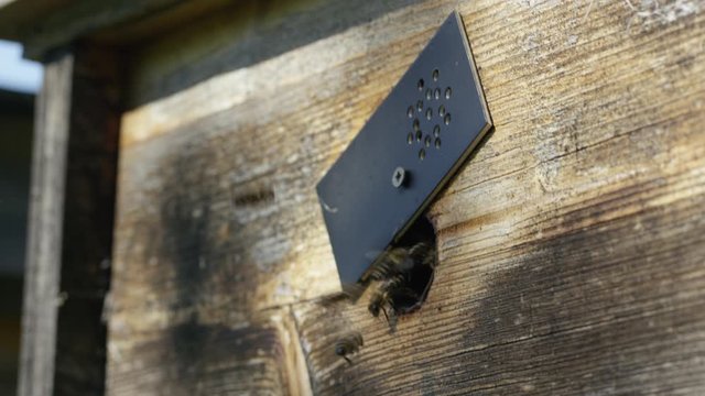 Flying bees entry to beehive 