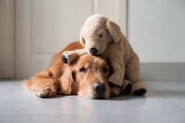 Golden retriever and puppy puppet toy