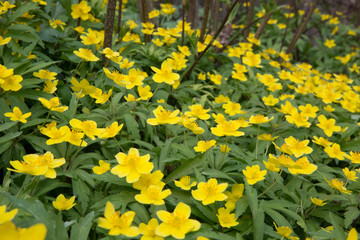 First flowers in springtime: Eranthis hyemalis. Eranthis hyemalis is a plant found in Europe, which belongs to the family Ranunculaceae. The plant is small, it has large, yellow, cup-shaped flowers.