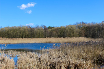 Spring landscape, lake. Blue sky and clear water, reeds around the pond