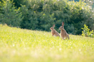 Feldhasen