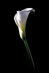 calla lily on black background still life