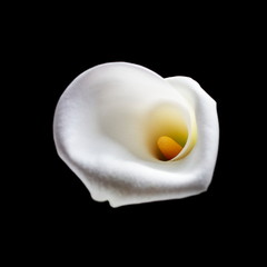 calla still life on black background