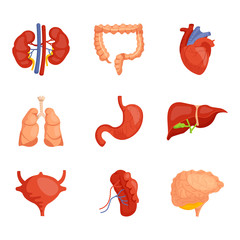 Flat infographic element with internal organs for healthcare design. Human anatomical structure cartoon vector set. Kidneys, intestines, heart, lungs, stomach, liver, bladder, spleen, brain