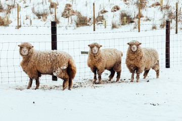 Fototapeta premium Sheep in a Snow Scene