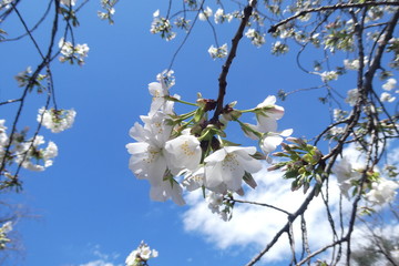 White Cherry Blossom