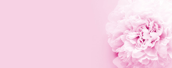 Flower of pink peony on pink background. Copy space for text or design