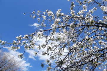 White Cherry Blossom