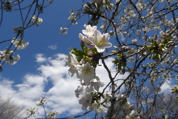 White Cherry Blossom