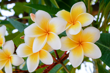 white and yellow frangipani flowers with natural background