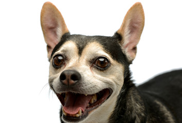 Portrait of an adorable mixed breed dog