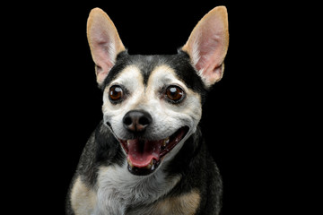 Portrait of an adorable mixed breed dog