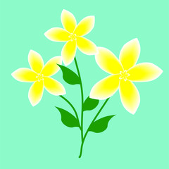 flowers on white background