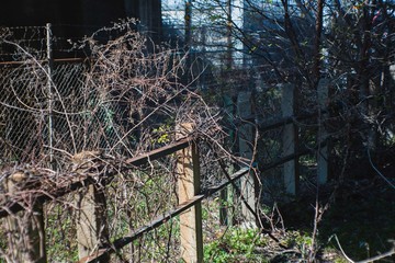 枯れた植物と柵