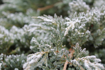 Juniper branches in winter