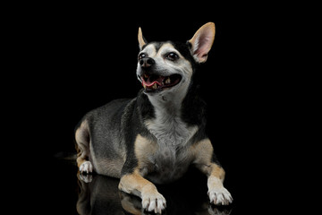Studio shot of an adorable mixed breed dog