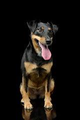 Obraz premium Studio shot of an adorable Jack Russell Terrier puppy