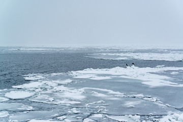 Drift ice in Rausu ,Hokkaido ,Japan