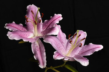 Two beauties - Zwei Schönheiten © Ralf Kaiser