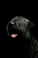 Portrait of an adorable Schnauzer