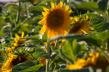  sunflower from Turkey