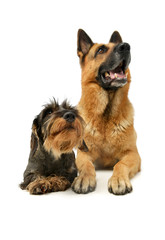 Studio shot of a Dachshund and a german shepher dog