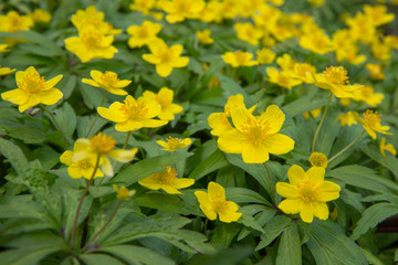 First flowers in springtime: Eranthis hyemalis. Eranthis hyemalis is a plant found in Europe, which belongs to the family Ranunculaceae. The plant is small, it has large, yellow, cup-shaped flowers.