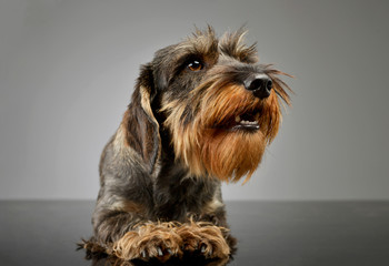 Studio shot of an adorable Dachshund