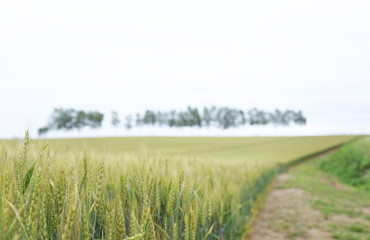 Foreground Barley Rice Harvest Land                                