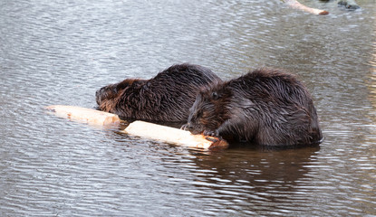 Portrait of a big beavers