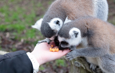 Ring-tailed Lemur eating