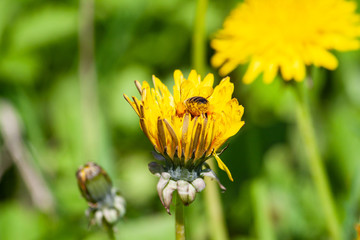 Bee collects nectar on a dandelion, yellow dandelion, flower, green grass, yellow pollen