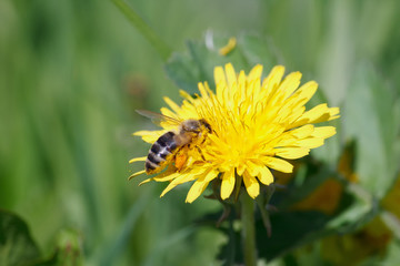 A closeup shot of a bee collecting nectar from a dandelion flower with a blurred background
