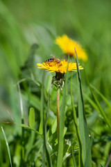 Large yellow dandelion flower with a bee collecting nectar