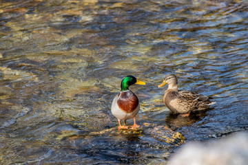 Male and female duck in the river