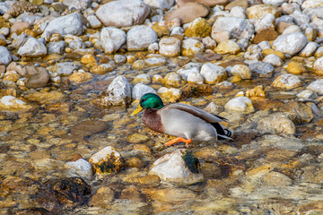 Lonely duck in the river