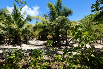Fototapeta premium île Curieuse, Seychelles