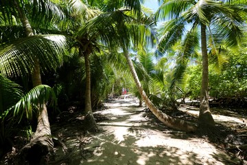 Chemin sur l'île curieuse Seychelles